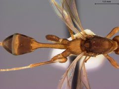 Spathius elegans by the Smithsonian. Used under a CC0 license.