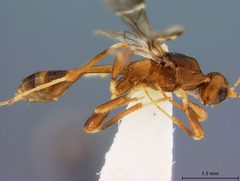 Spathius elegans by the Smithsonian. Used under a CC0 license.