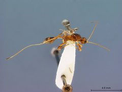 Spathius elegans by the Smithsonian. Used under a CC0 license.