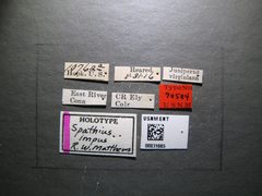 Spathius impus by the Smithsonian. Used under a CC0 license.