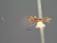 Spathius lucullus by the Smithsonian. Used under a CC0 license.