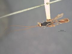 Spathius naisus var. zamboangensis by the Smithsonian. Used under a CC0 license.