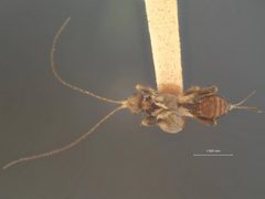Spathius philotas by the Smithsonian. Used under a CC0 license.