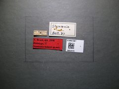 Stantonia bakeri by the Smithsonian. Used under a CC0 license.