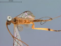 Stantonia bakeri by the Smithsonian. Used under a CC0 license.