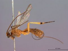 Stantonia bakeri by the Smithsonian. Used under a CC0 license.