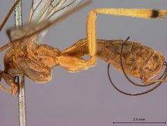 Stantonia bakeri by the Smithsonian. Used under a CC0 license.