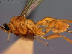 Stantonia carpocapsae by the Smithsonian. Used under a CC0 license.