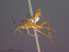 Stantonia mazatlanensis by the Smithsonian. Used under a CC0 license.