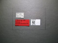 Stantonia mazatlanensis by the Smithsonian. Used under a CC0 license.