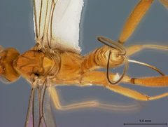 Stantonia mazatlanensis by the Smithsonian. Used under a CC0 license.