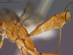 Stantonia mazatlanensis by the Smithsonian. Used under a CC0 license.