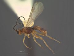 Stiropius californicus by the Smithsonian. Used under a CC0 license.