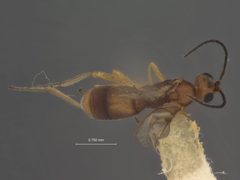Stiropius californicus by the Smithsonian. Used under a CC0 license.