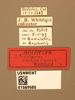 Stiropius californicus by the Smithsonian. Used under a CC0 license.