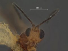 Stiropius californicus by the Smithsonian. Used under a CC0 license.