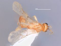 Stiropius wagneri by the Smithsonian. Used under a CC0 license.