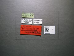 Syntretus fuscicoxis by the Smithsonian. Used under a CC0 license.
