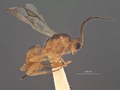 Syntretus venustus by the Smithsonian. Used under a CC0 license.