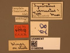 Syntretus venustus by the Smithsonian. Used under a CC0 license.
