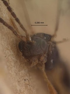 Syntretus venustus by the Smithsonian. Used under a CC0 license.