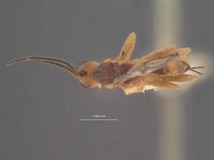 Syntretus venustus by the Smithsonian. Used under a CC0 license.