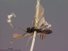 Toxares tritici by the Smithsonian. Used under a CC0 license.