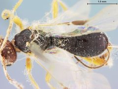Triaspis curculionis by the Smithsonian. Used under a CC0 license.