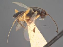 Triaspis fiskei by the Smithsonian. Used under a CC0 license.