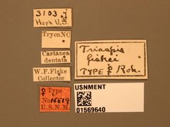 Triaspis fiskei by the Smithsonian. Used under a CC0 license.
