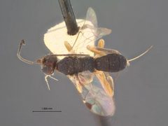Triaspis fiskei by the Smithsonian. Used under a CC0 license.