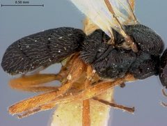 Triaspis stenogaster by the Smithsonian. Used under a CC0 license.