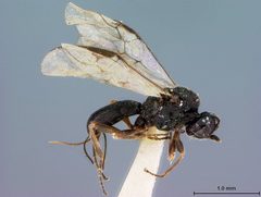 Triaspis stilpnogaster by the Smithsonian. Used under a CC0 license.