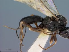 Triaspis stilpnogaster by the Smithsonian. Used under a CC0 license.