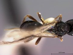 Triaspis stilpnogaster by the Smithsonian. Used under a CC0 license.