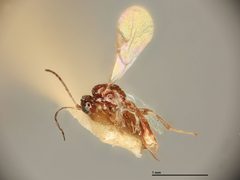 Trioxys coruscanigruans by the Smithsonian. Used under a CC0 license.