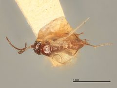 Trioxys coruscanigruans by the Smithsonian. Used under a CC0 license.