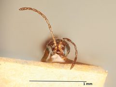Trioxys coruscanigruans by the Smithsonian. Used under a CC0 license.