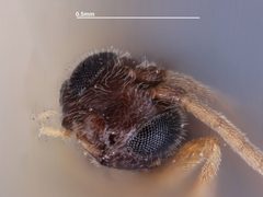 Trioxys utilis by the Smithsonian. Used under a CC0 license.