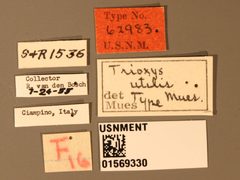 Trioxys utilis by the Smithsonian. Used under a CC0 license.