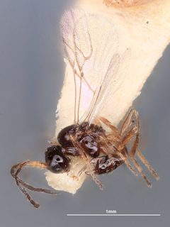 Trioxys utilis by the Smithsonian. Used under a CC0 license.