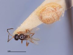 Trioxys utilis by the Smithsonian. Used under a CC0 license.