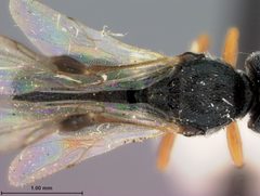 Urosigalphus addabruchus by the Smithsonian. Used under a CC0 license.