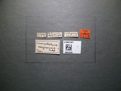 Urosigalphus arizonensis by the Smithsonian. Used under a CC0 license.