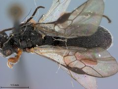 Urosigalphus barberi by the Smithsonian. Used under a CC0 license.