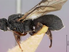 Urosigalphus crassisculptus by the Smithsonian. Used under a CC0 license.