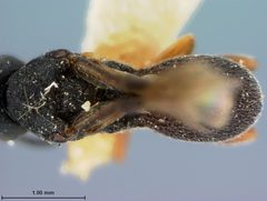 Urosigalphus dakotaensis by the Smithsonian. Used under a CC0 license.