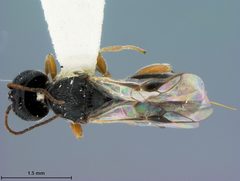 Urosigalphus ignotus by the Smithsonian. Used under a CC0 license.