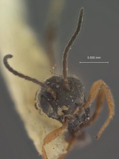 Urosigalphus mohawkorum by the Smithsonian. Used under a CC0 license.