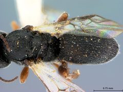 Urosigalphus neobruchi by the Smithsonian. Used under a CC0 license.